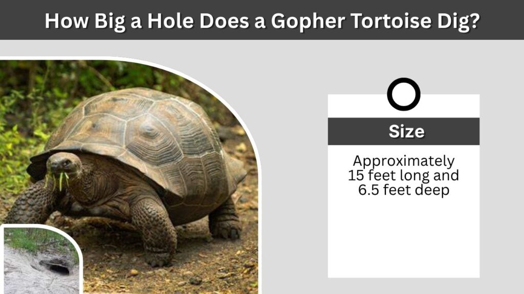 How Big a Hole Does a Gopher Tortoise Dig?