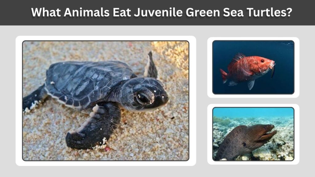 Green Sea Turtles and Other Marine Animals
