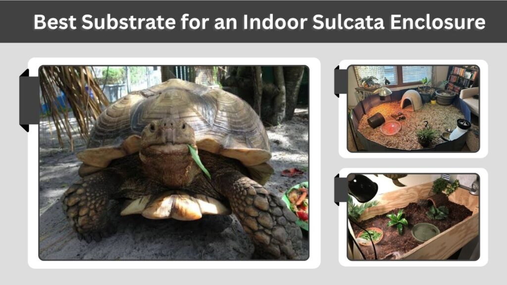 Best Substrate for an Indoor Sulcata Enclosure