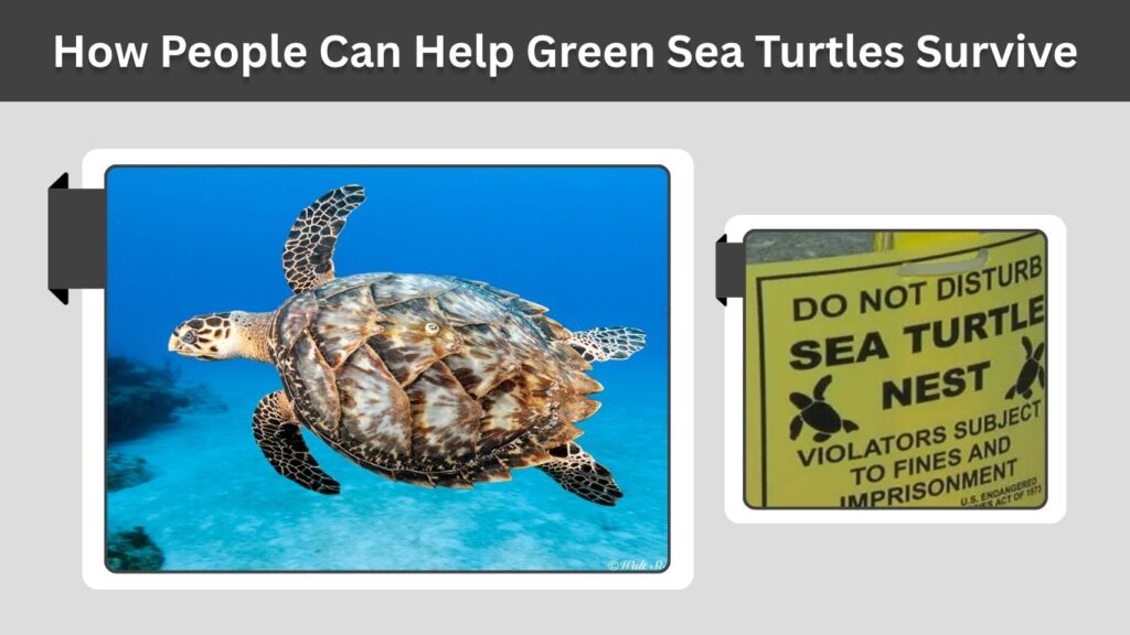 How People Can Help Green Sea Turtles Survive