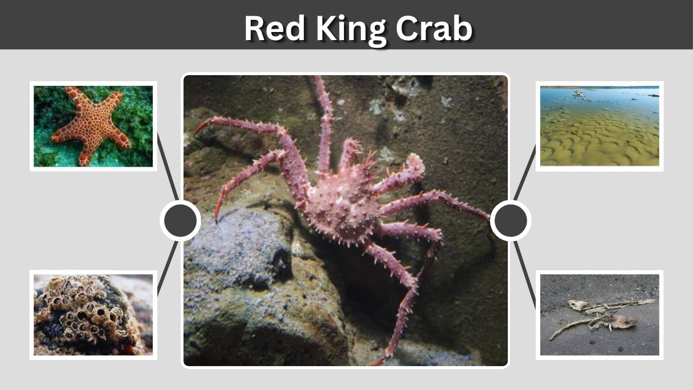 Red King Crab: Size, Habitat, Diet, Life Cycle, and Facts