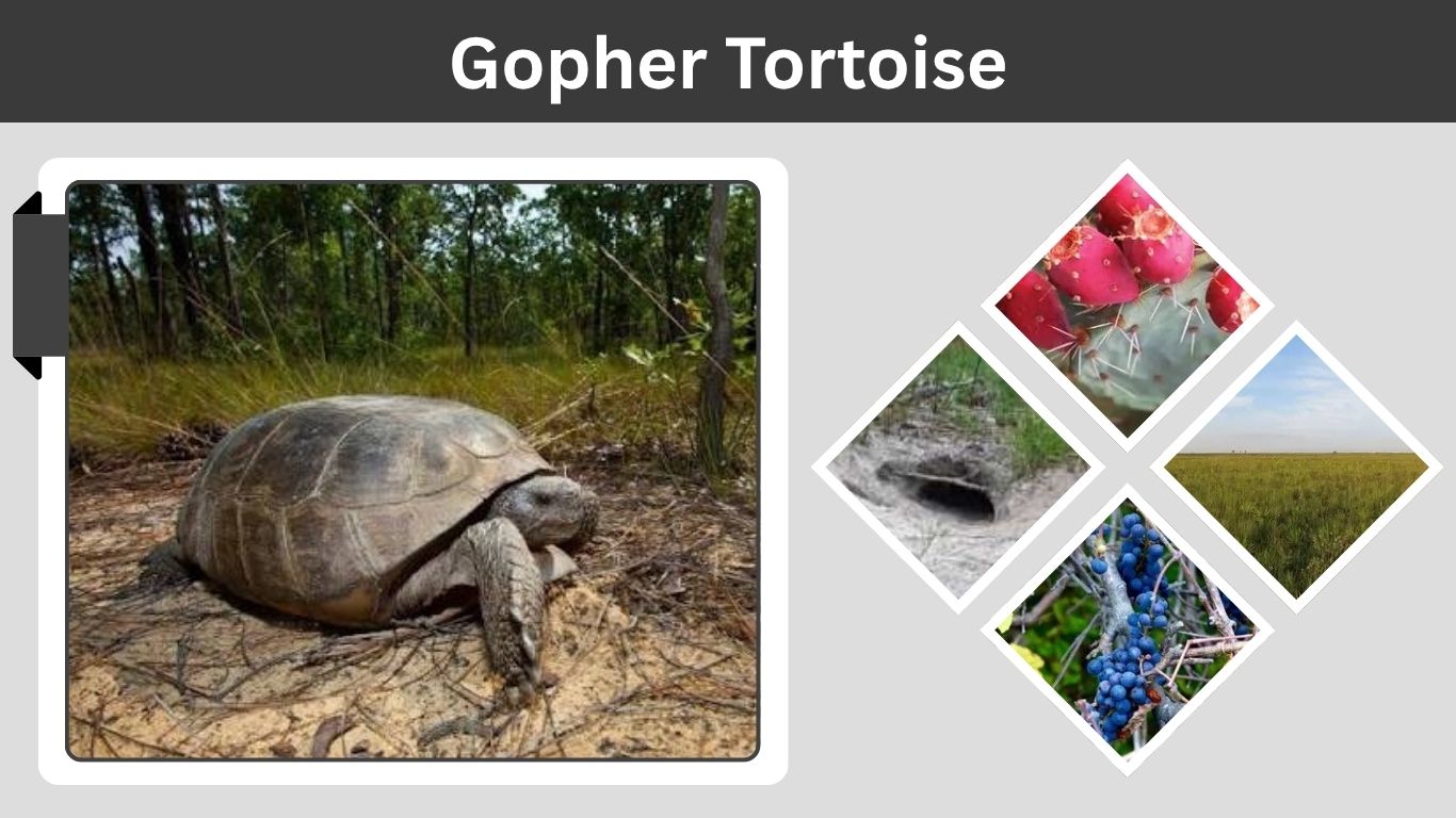 Gopher Tortoise: Size, Habitat, Diet, Burrow and Lifespan