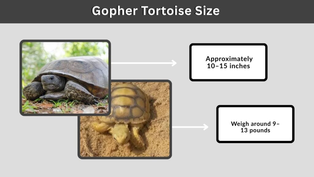 Gopher Tortoise Size