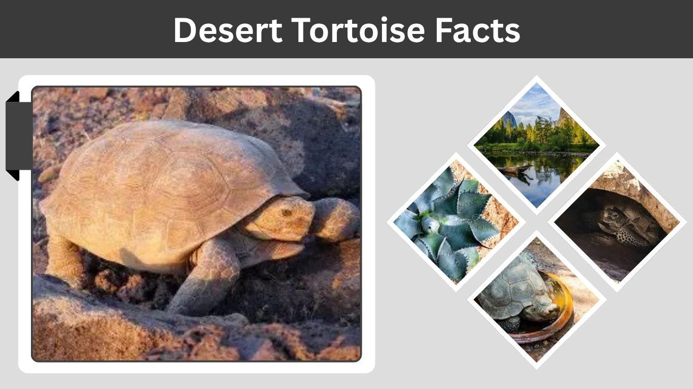 There Are Two Main Desert Tortoise Species