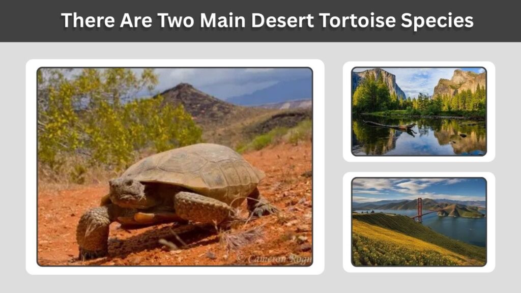 There Are Two Main Desert Tortoise Species