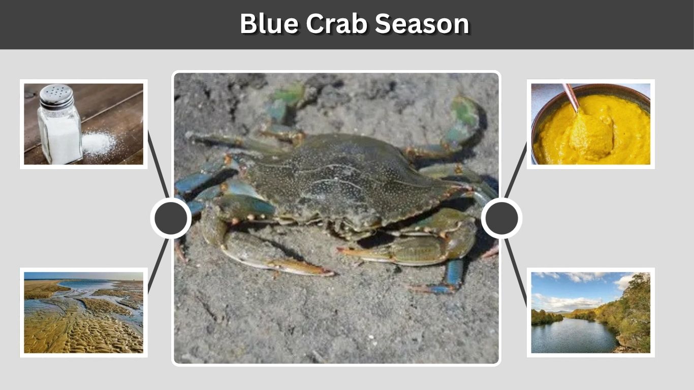 Blue Crab Season 2026: Best Months and State Guide
