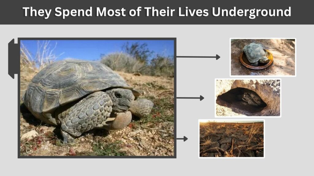 They Spend Most of Their Lives Underground