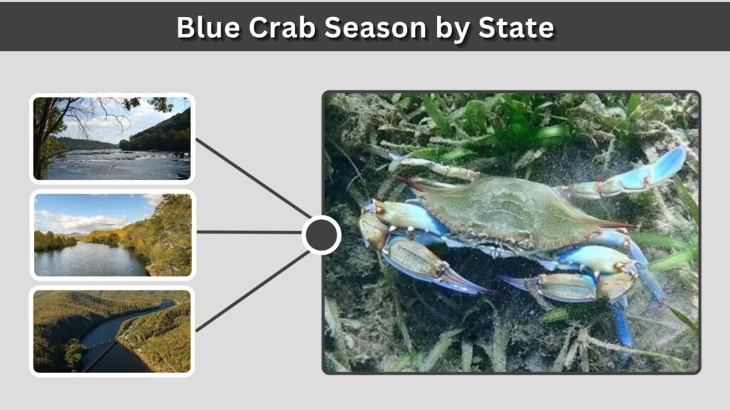 Blue Crab Season by State