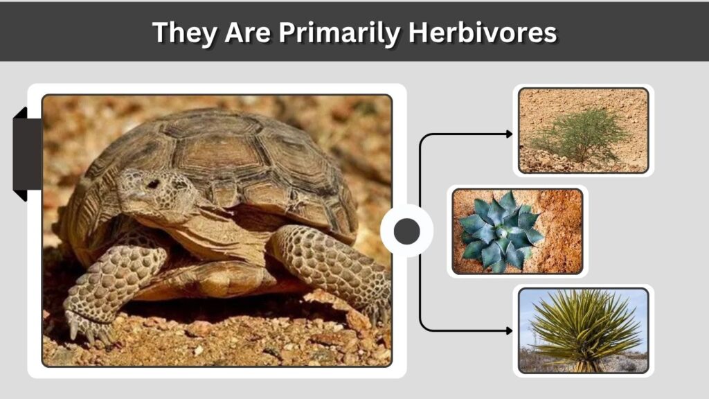 They Are Primarily Herbivores