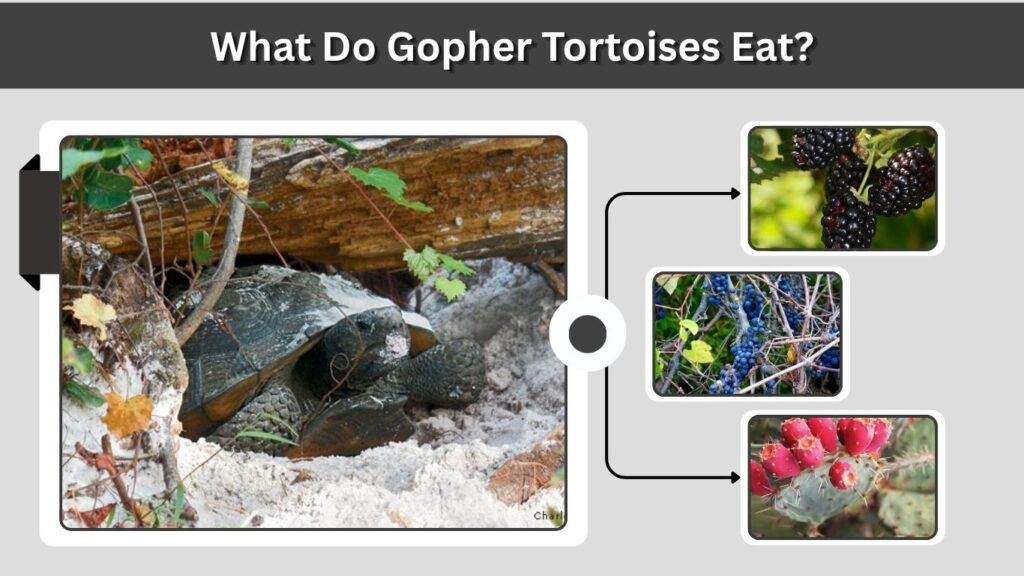 What Do Gopher Tortoises Eat?