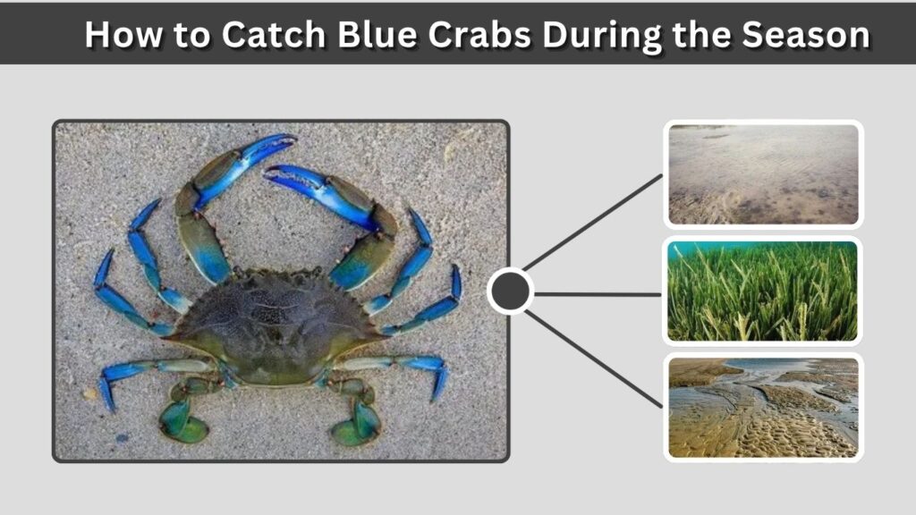 How to Catch Blue Crabs During the Season