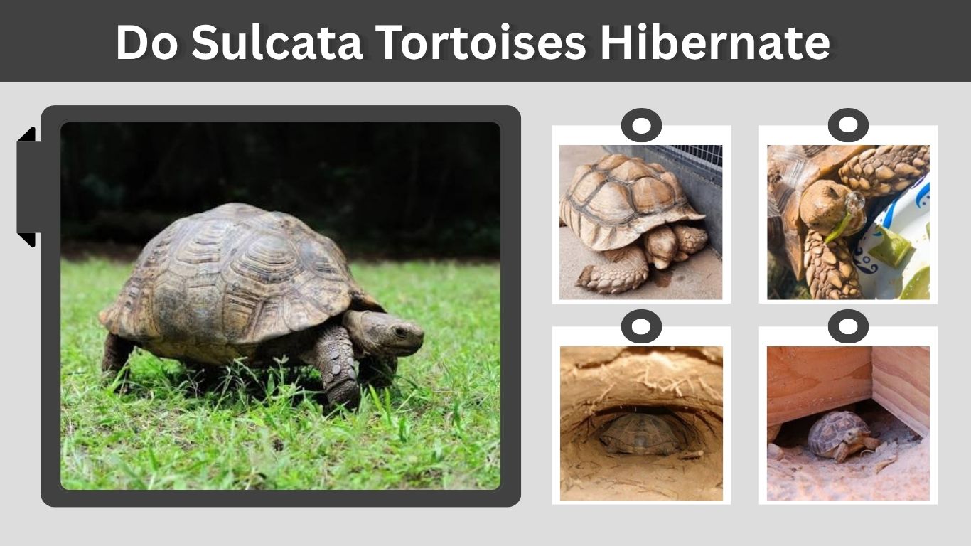 Do Sulcata Tortoises Hibernate? Winter Care Guide