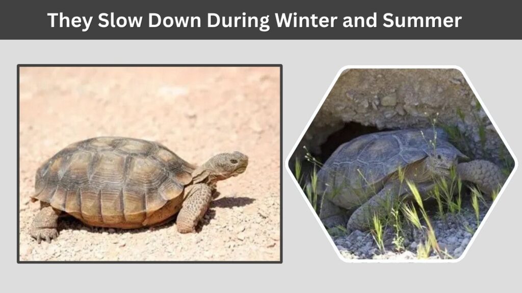 They Slow Down During Winter and Summer