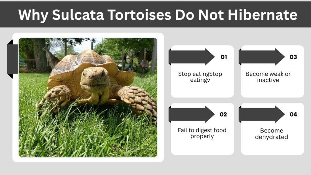 Why Sulcata Tortoises Do Not Hibernate