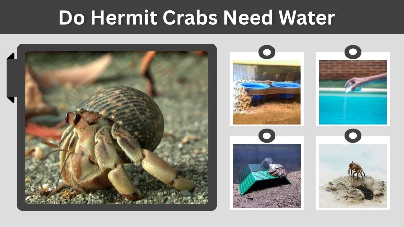 Do Hermit Crabs Need Water? Freshwater and Saltwater Guide