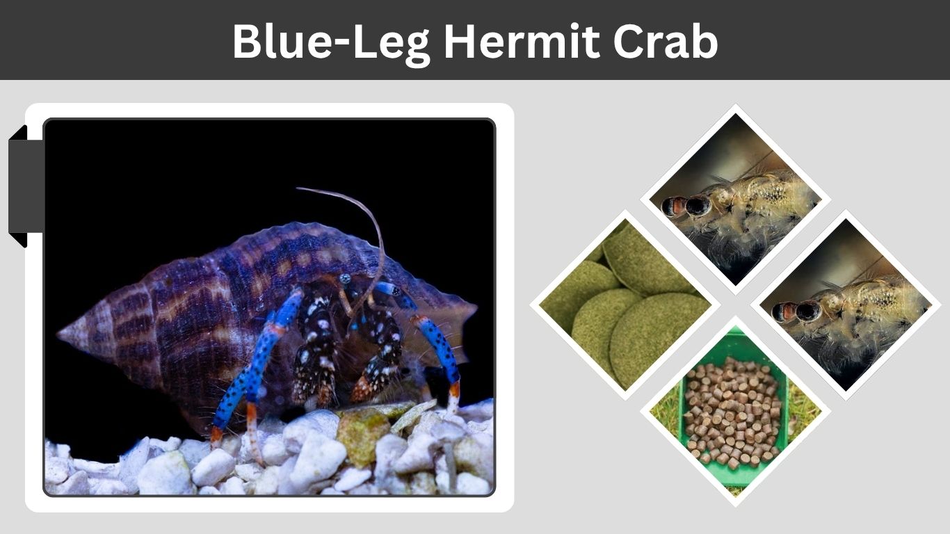 Blue-Leg Hermit Crab: Size, Care, Diet, and Reef Safety
