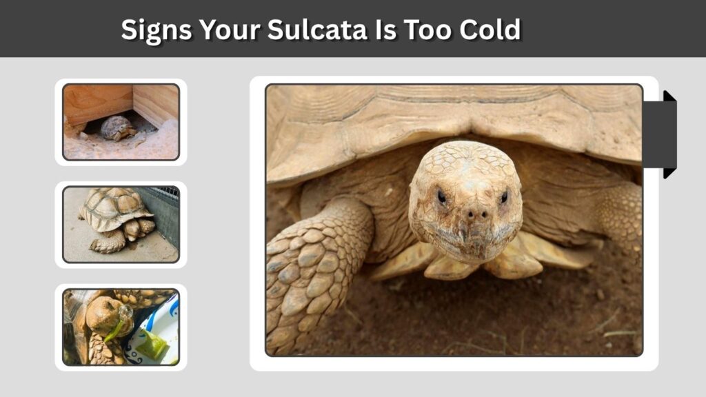 Signs Your Sulcata Is Too Cold