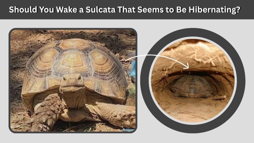 Should You Wake a Sulcata That Seems to Be Hibernating?