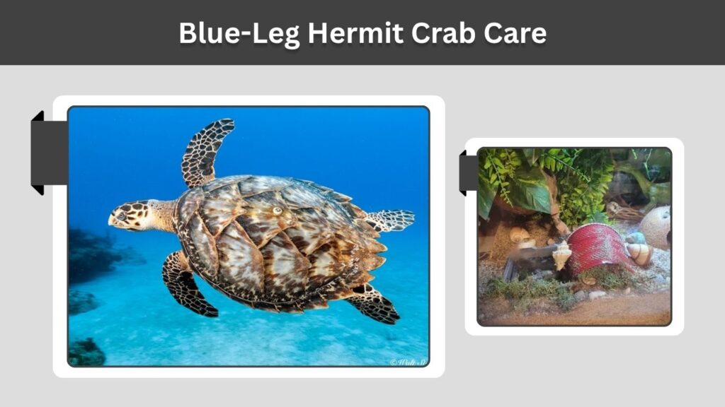 Blue-Leg Hermit Crab Care