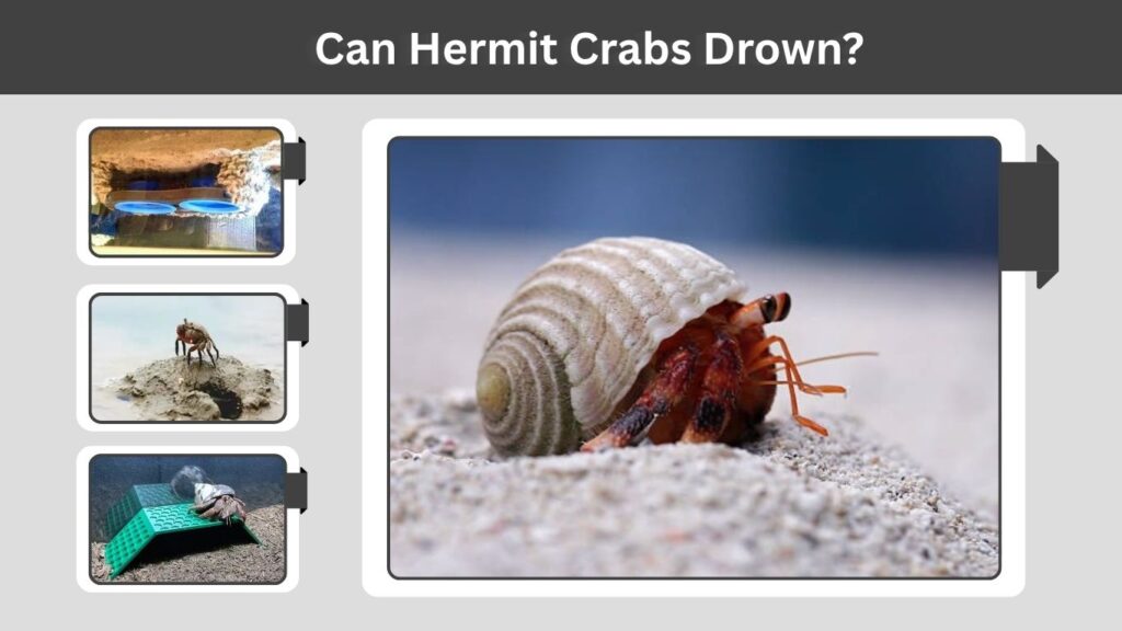 Can Hermit Crabs Drown?