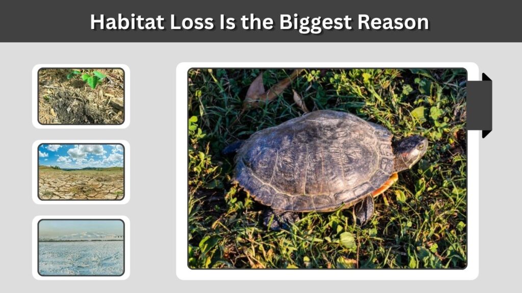 Habitat Loss Is the Biggest Reason