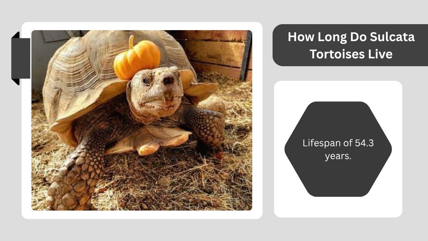 How Long Do Sulcata Tortoises Live? Lifespan & Care