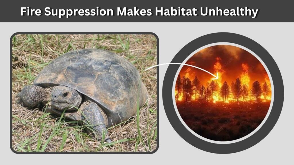 Fire Suppression Makes Habitat Unhealthy