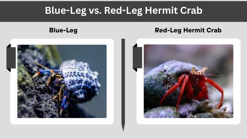 Blue-Leg vs. Red-Leg Hermit Crab