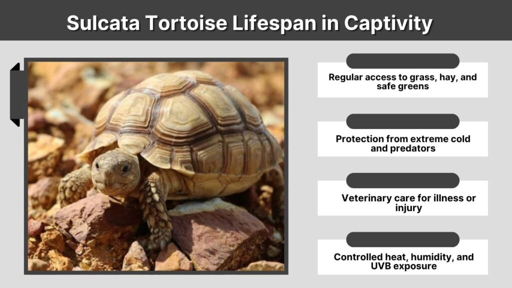 Sulcata Tortoise Lifespan in Captivity