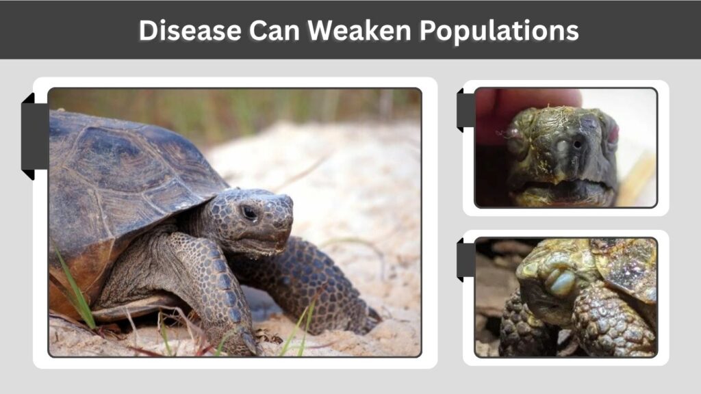 Disease Can Weaken Populations