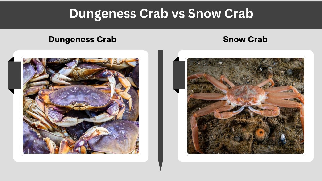 Dungeness Crab vs Snow Crab: Taste, Size, and Meat
