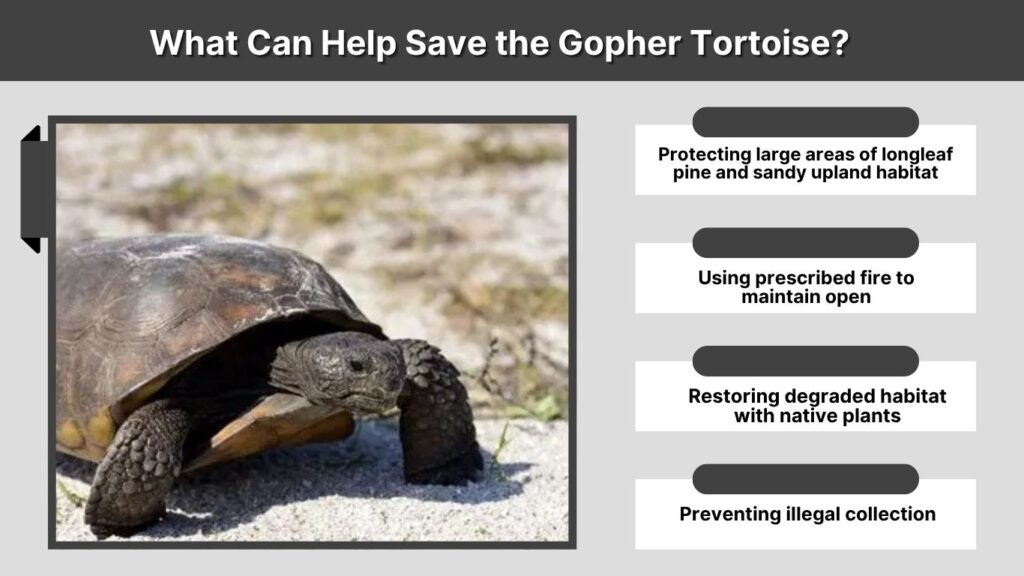 What Can Help Save the Gopher Tortoise?