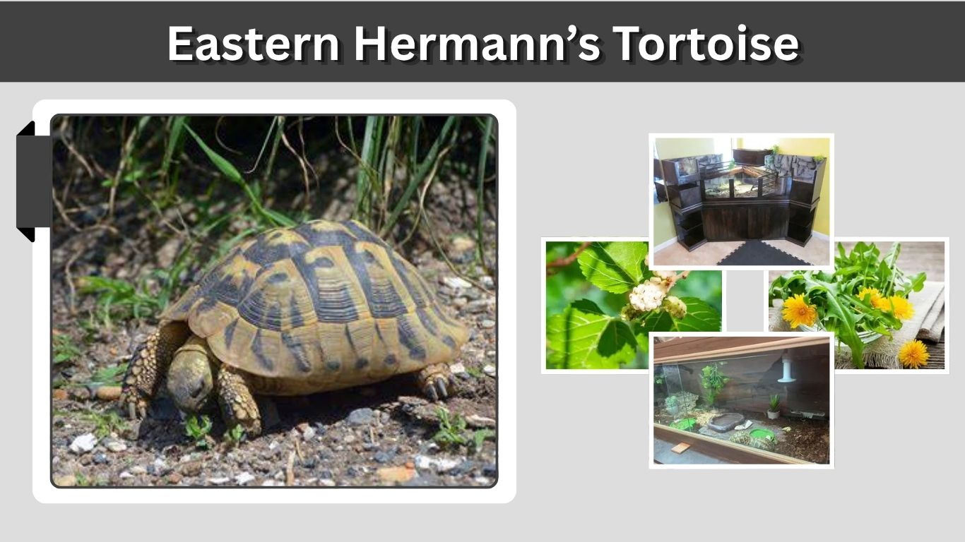 Eastern Hermann’s Tortoise: Care, Size, Diet, and Habitat