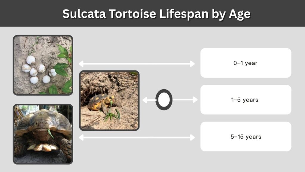 Sulcata Tortoise Lifespan by Age