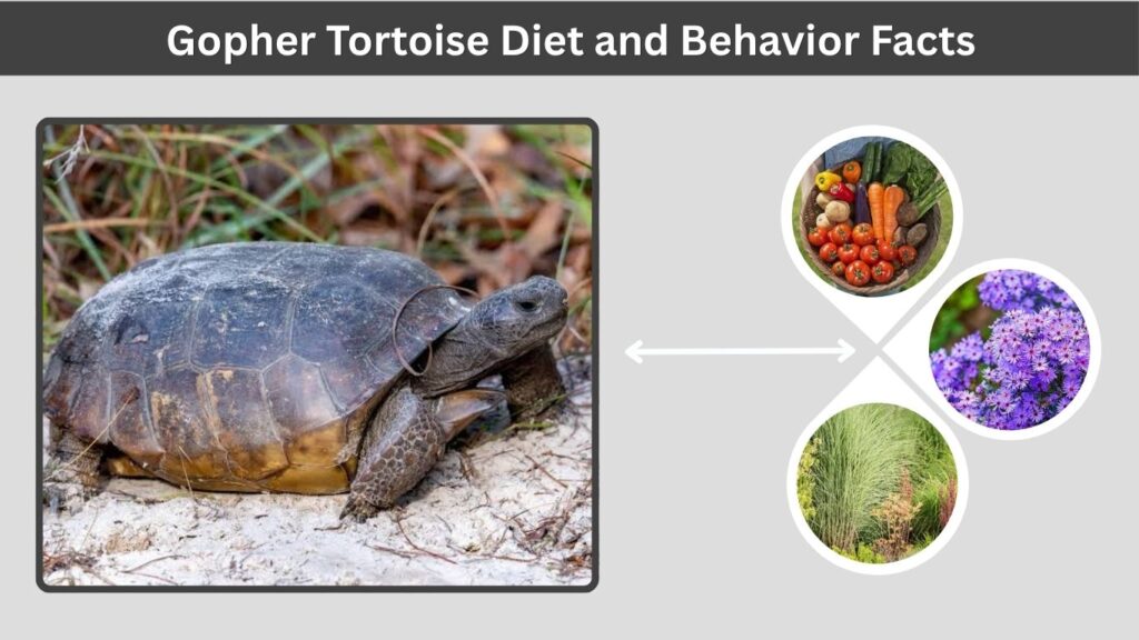 Gopher Tortoise Diet and Behavior Facts
