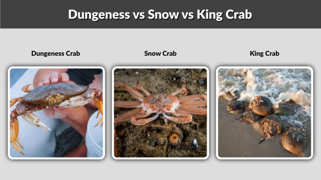 Dungeness vs Snow vs King Crab