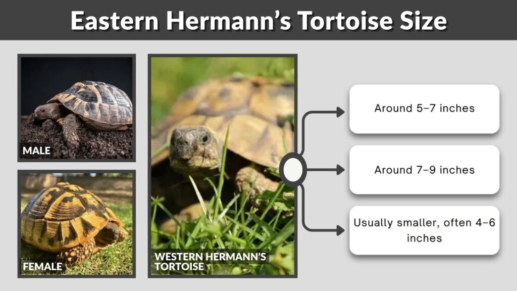 Eastern Hermann’s Tortoise Size