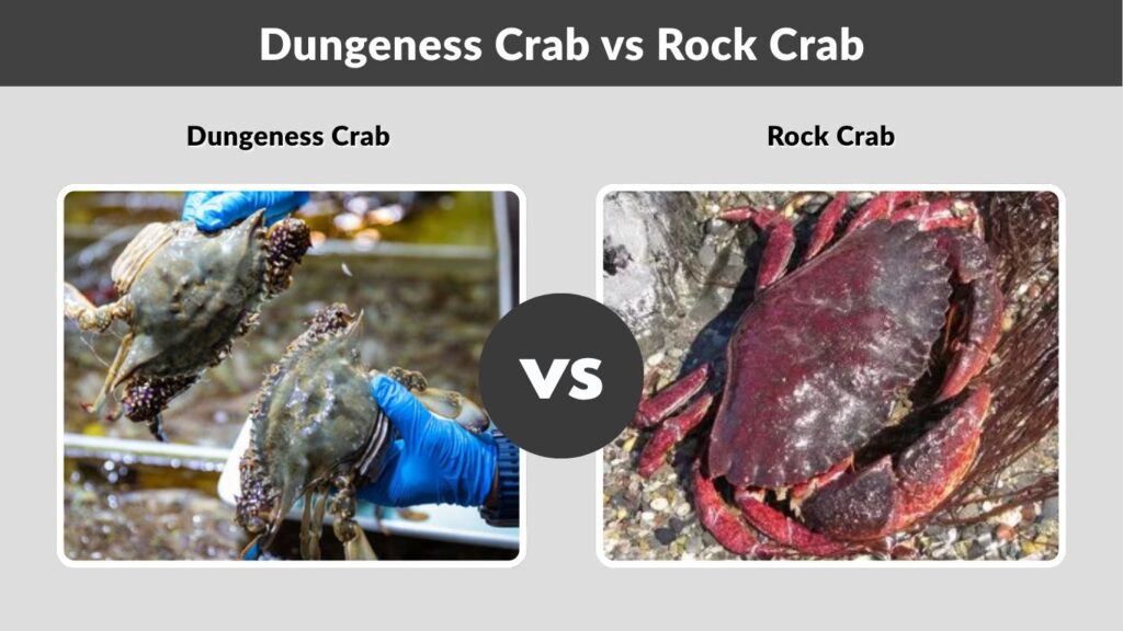 Dungeness Crab vs Rock Crab