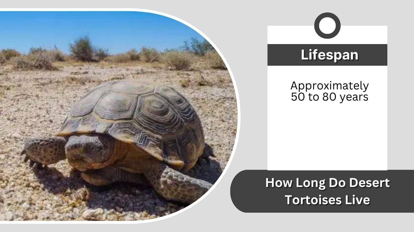 How Long Do Desert Tortoises Live? Lifespan and Care Guide
