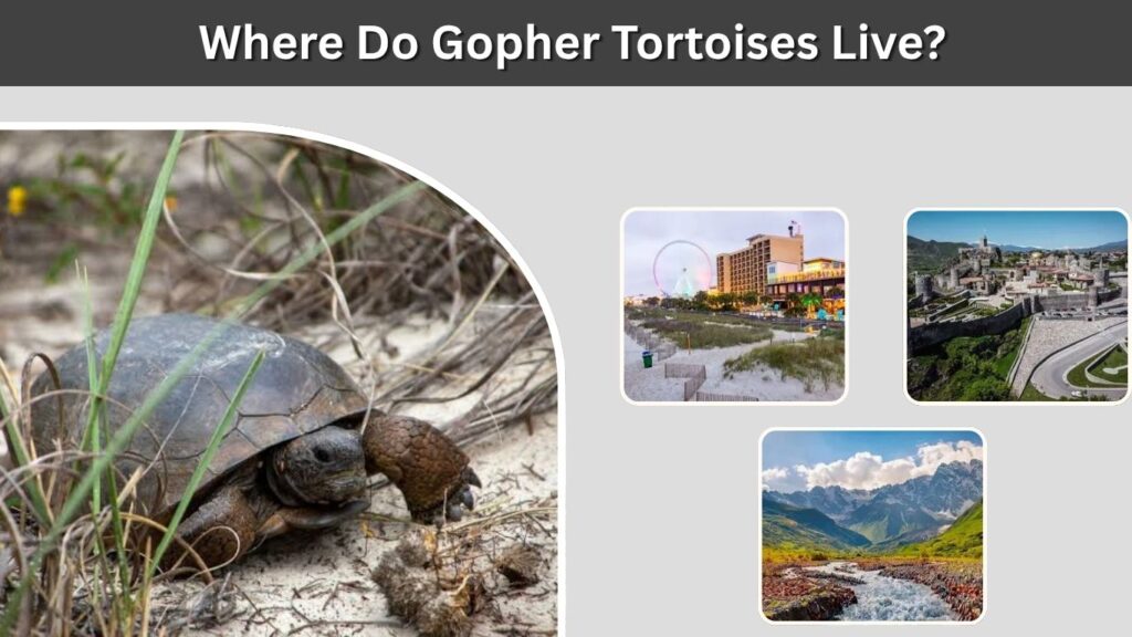 Where Do Gopher Tortoises Live?