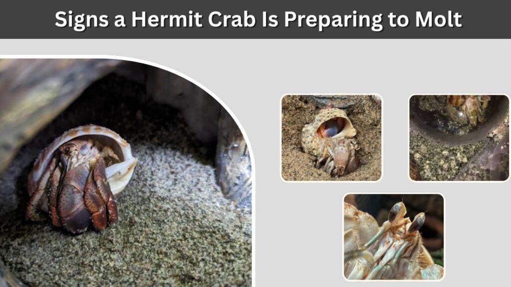 Signs a Hermit Crab Is Preparing to Molt