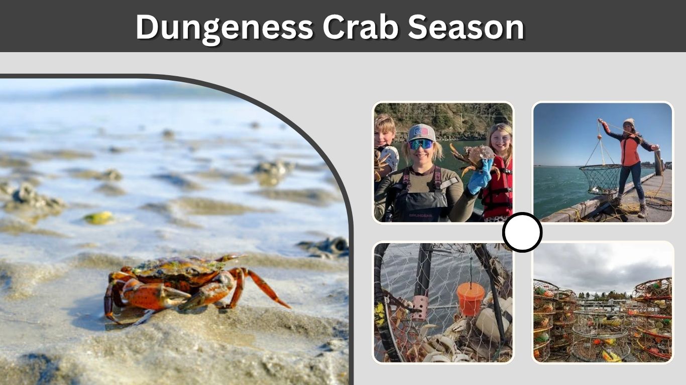 Dungeness Crab Season: California, Oregon, and Washington