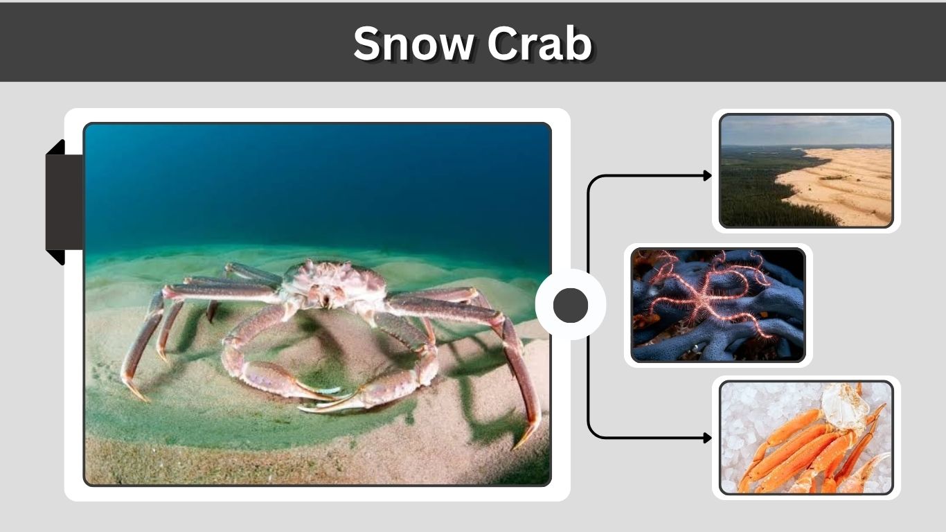 Snow Crab: Size, Habitat, Diet, Legs, and More