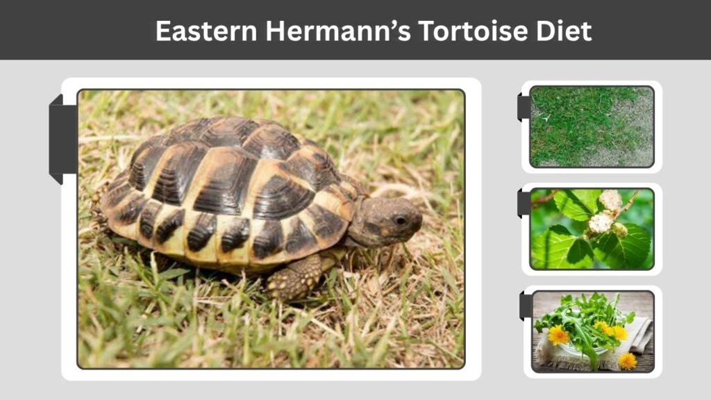Eastern Hermann’s Tortoise Diet