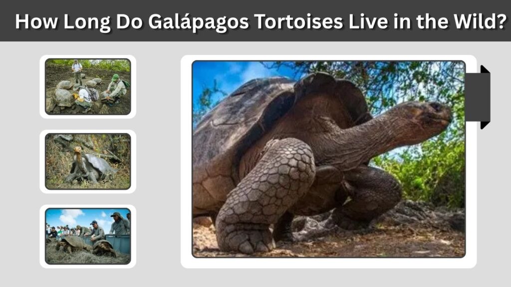 How Long Do Galápagos Tortoises Live in Captivity?