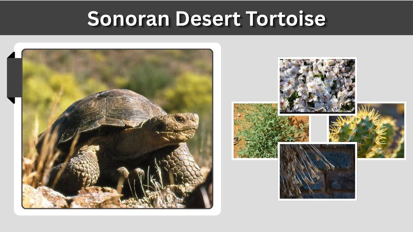 Sonoran Desert Tortoise: Size, Diet, Habitat & Facts