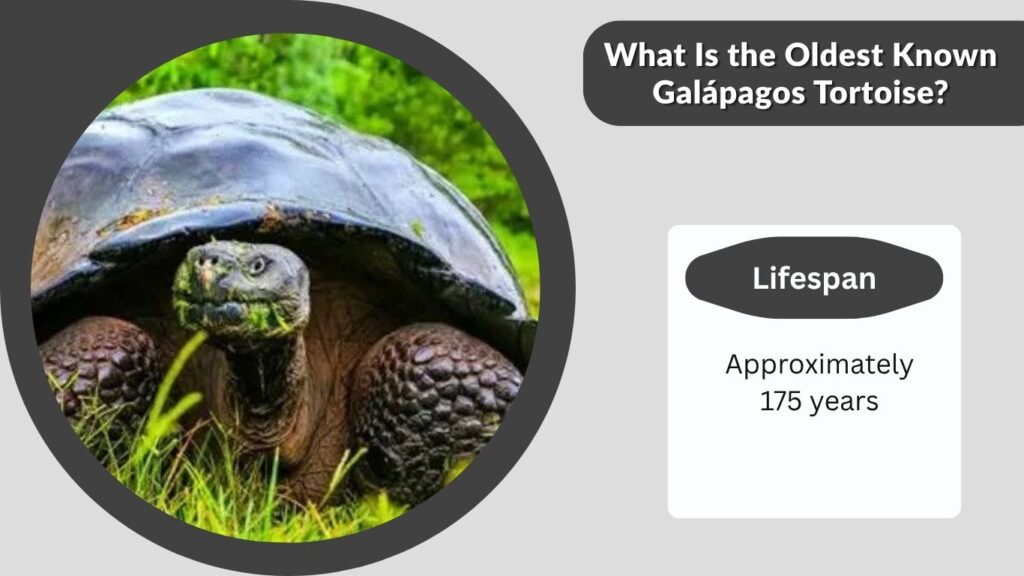 What Is the Oldest Known Galápagos Tortoise?