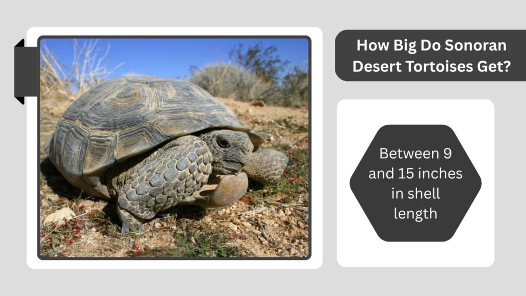 How Big Do Sonoran Desert Tortoises Get?