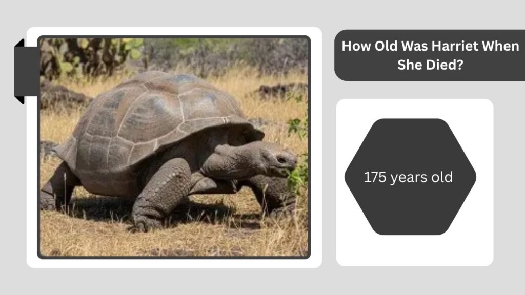 How Old Was Harriet When She Died?