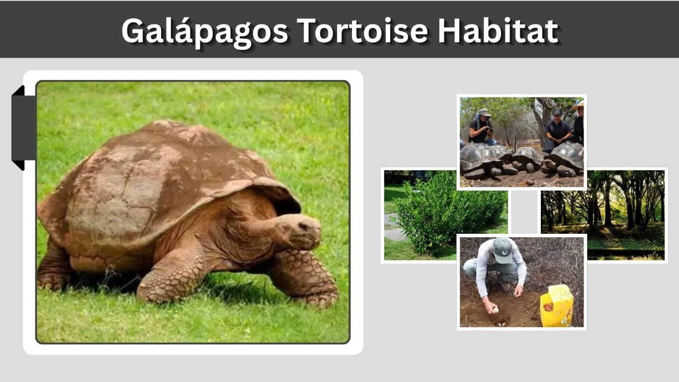 Galápagos Tortoise Habitat: Where Do They Live?